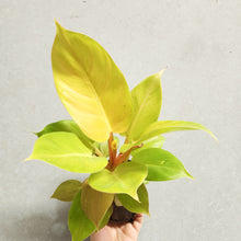 Load image into Gallery viewer, Philodendron Melinonii - 100mm

