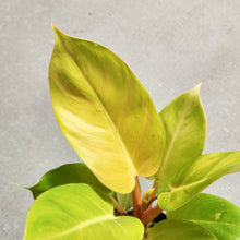 Load image into Gallery viewer, Philodendron Melinonii - 100mm
