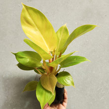 Load image into Gallery viewer, Philodendron Melinonii - 100mm
