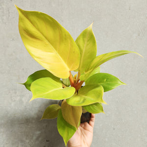 Philodendron Melinonii - 100mm