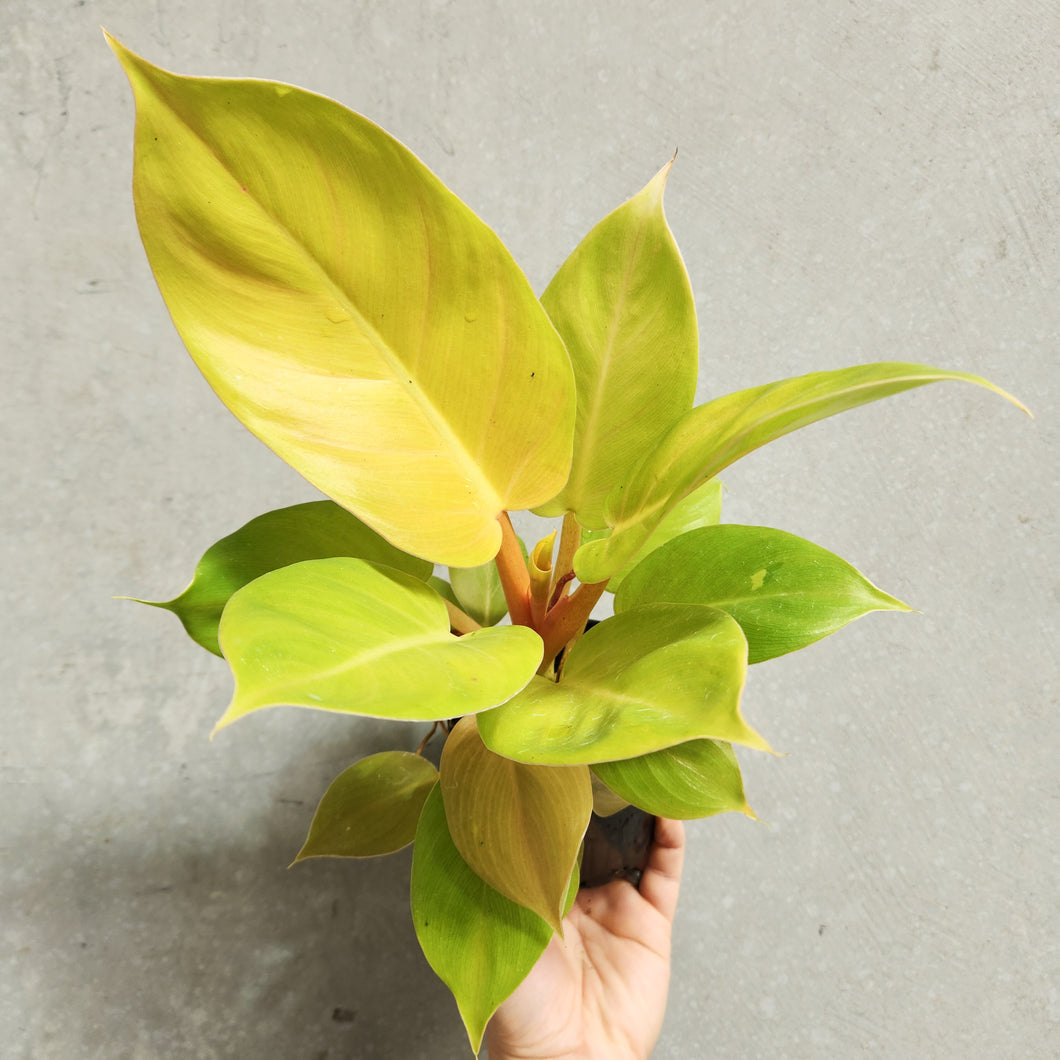 Philodendron Melinonii - 100mm