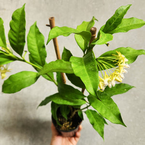 Hoya Shooting Star - 100mm