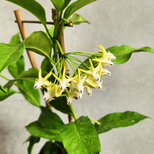 Hoya Shooting Star - 100mm