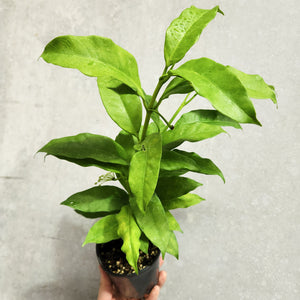 Hoya Shooting Star - 100mm
