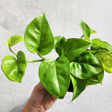 Load image into Gallery viewer, Devil&#39;s Ivy &#39;Green Queen&#39; (Epipremnum aureum) - 100mm
