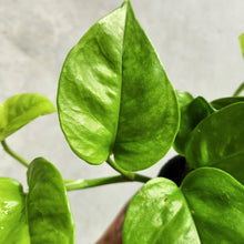 Load image into Gallery viewer, Devil&#39;s Ivy &#39;Green Queen&#39; (Epipremnum aureum) - 100mm
