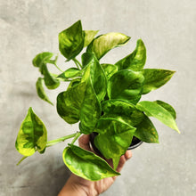 Load image into Gallery viewer, Devil&#39;s Ivy &#39;Green Queen&#39; (Epipremnum aureum) - 100mm
