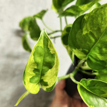 Load image into Gallery viewer, Devil&#39;s Ivy &#39;Green Queen&#39; (Epipremnum aureum) - 100mm

