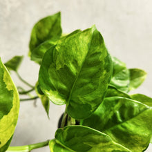 Load image into Gallery viewer, Devil&#39;s Ivy &#39;Green Queen&#39; (Epipremnum aureum) - 100mm
