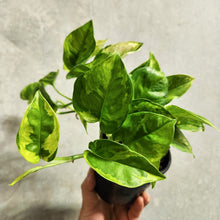 Load image into Gallery viewer, Devil&#39;s Ivy &#39;Green Queen&#39; (Epipremnum aureum) - 100mm
