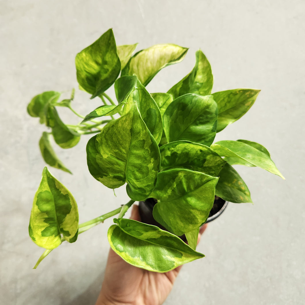 Devil's Ivy 'Green Queen' (Epipremnum aureum) - 100mm