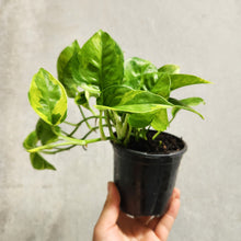 Load image into Gallery viewer, Devil&#39;s Ivy &#39;Green Queen&#39; (Epipremnum aureum) - 100mm

