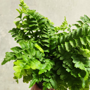 Nephrolepis Boston Fern 'Pom Pom' - 100mm