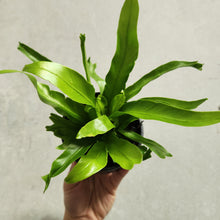 Load image into Gallery viewer, Asplenium Crissie - Bird&#39;s Nest Fern - 100mm
