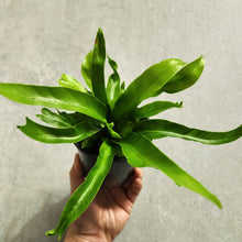 Load image into Gallery viewer, Asplenium Crissie - Bird&#39;s Nest Fern - 100mm
