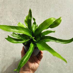 Asplenium Crissie - Bird's Nest Fern - 100mm