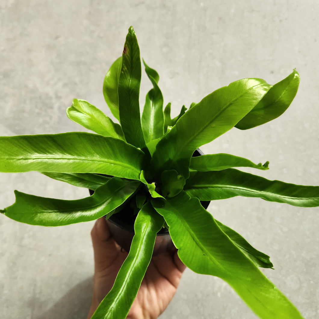 Asplenium Crissie - Bird's Nest Fern - 100mm