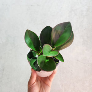 Peperomia clusiifolia Red Edge - 105mm