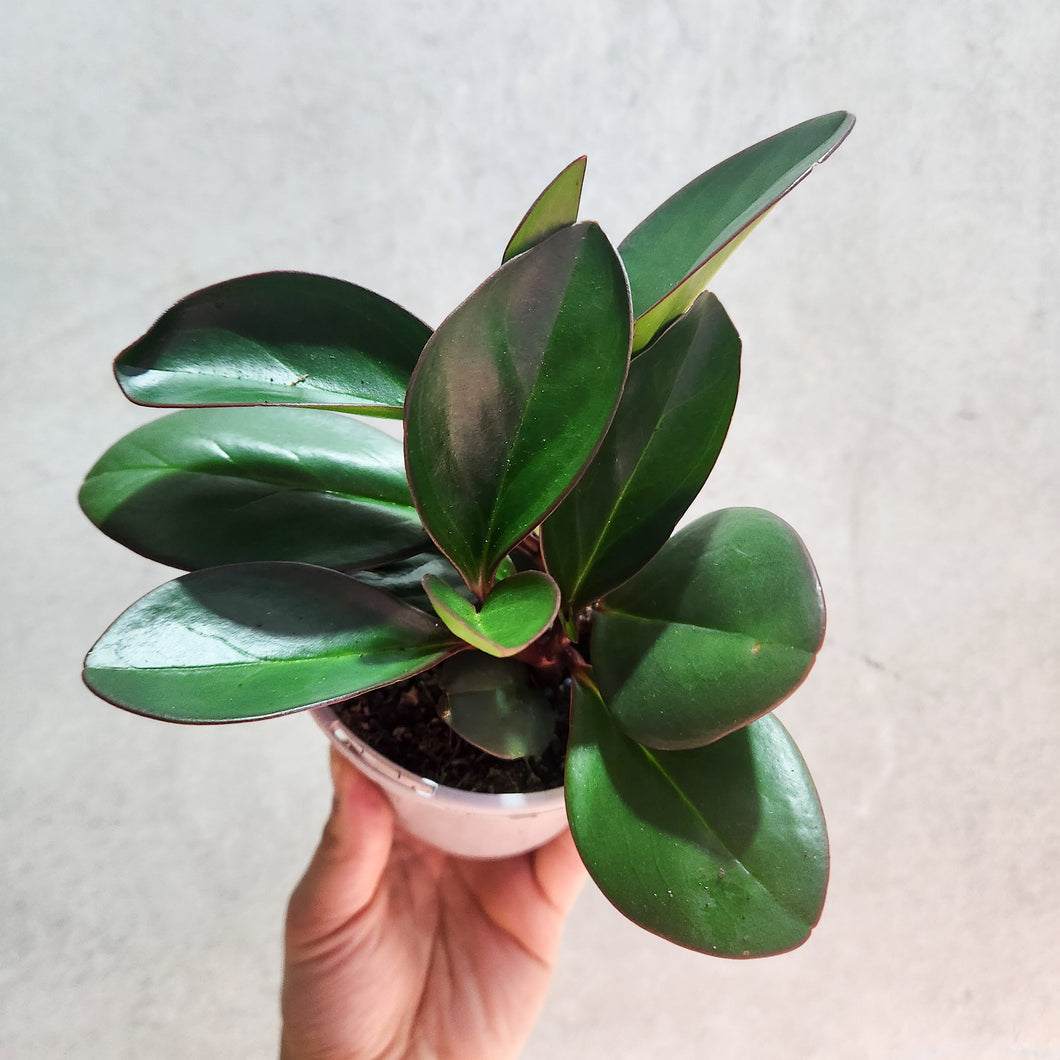 Peperomia clusiifolia Red Edge - 105mm