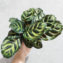 Load image into Gallery viewer, Calathea makoyana Peacock Plant - 105mm
