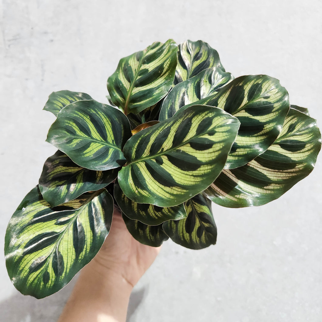 Calathea makoyana Peacock Plant - 105mm