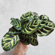 Load image into Gallery viewer, Calathea makoyana Peacock Plant - 105mm
