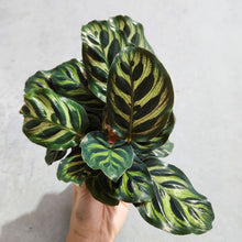 Load image into Gallery viewer, Calathea makoyana Peacock Plant - 105mm
