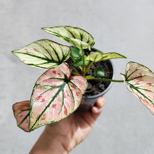 Caladium Strawberry Star - 100mm