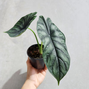 Alocasia Baginda Dragon Scale - 100mm