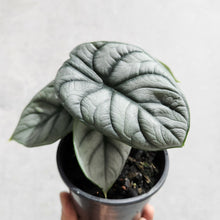 Load image into Gallery viewer, Alocasia Baginda Silver Dragon - 100mm
