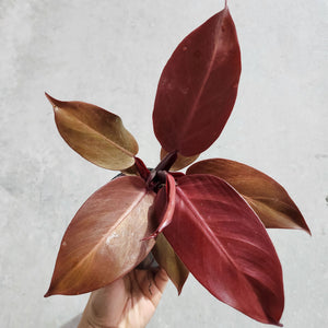 Philodendron Red Sun - 100mm