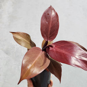 Philodendron Red Sun - 100mm