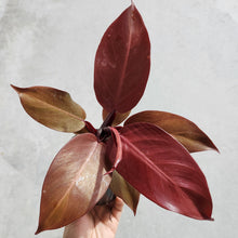 Load image into Gallery viewer, Philodendron Red Sun - 100mm
