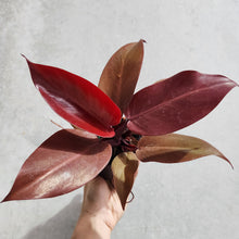 Load image into Gallery viewer, Philodendron Red Sun - 100mm
