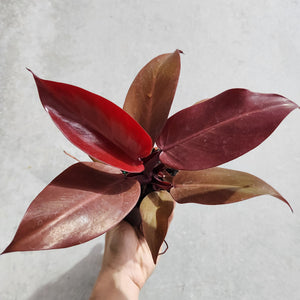 Philodendron Red Sun - 100mm