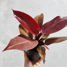 Load image into Gallery viewer, Philodendron Red Sun - 100mm
