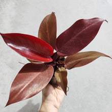 Load image into Gallery viewer, Philodendron Red Sun - 100mm
