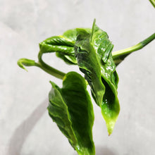 Load image into Gallery viewer, Epipremnum Shangri La - 130mm

