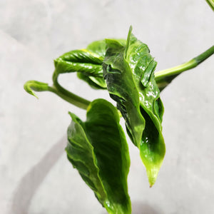Epipremnum Shangri La - 130mm