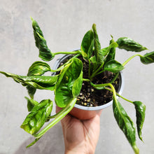 Load image into Gallery viewer, Epipremnum Shangri La - 130mm
