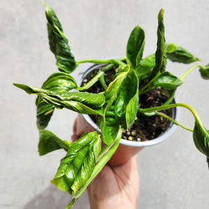 Epipremnum Shangri La - 130mm
