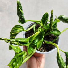 Load image into Gallery viewer, Epipremnum Shangri La - 130mm

