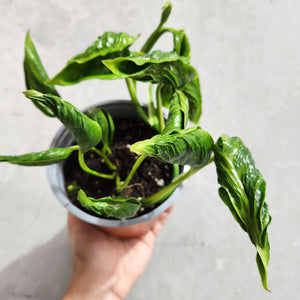 Epipremnum Shangri La - 130mm