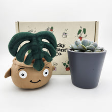 Load image into Gallery viewer, Monstera Plant Plushie &amp; Succulent Gift Box
