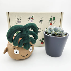 Monstera Plant Plushie & Succulent Gift Box