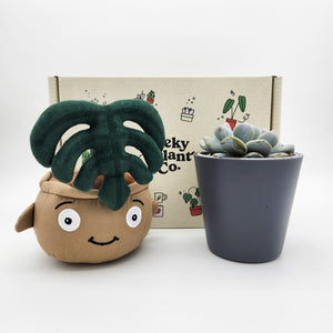 Monstera Plant Plushie & Succulent Gift Box