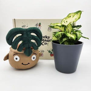 Plushie & Plant Gift Box