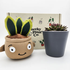 Cheeky Snake Plant Plushie & Succulent Gift Box
