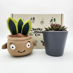 Cheeky Snake Plant Plushie & Succulent Gift Box