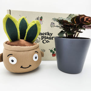 Plushie & Plant Gift Box